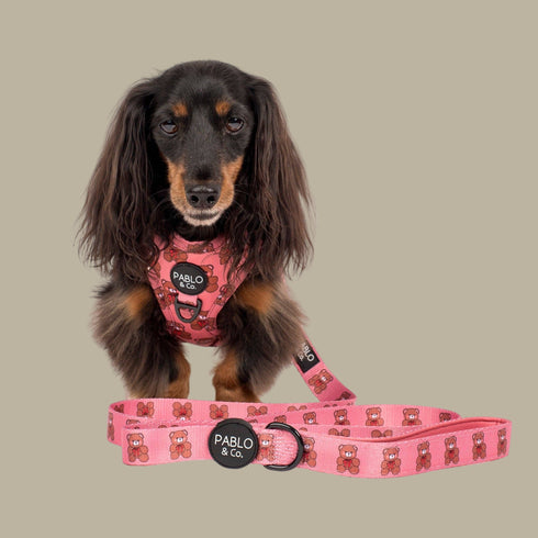 Pablo & Co. TEDDIES Dog Leash